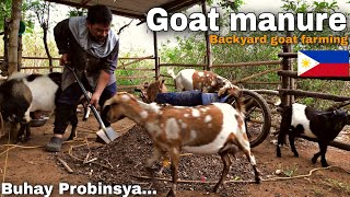 PAANO PAKINABANGAN ANG DUMI ng alagang kambing | GOAT FARMING | Buhay Probinsya | ron revilla