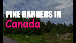 Finding Pine Barrens In Canada Is Incredibly Hard (Pitch Pines are Rare in Canada)