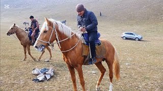 КАШКАДАРЁ ХАМДА САМАРКАНД ОТЛАРИ