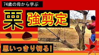 栗の強剪定!  思いっきり切る!  74歳の母から学ぶ強剪定のコツ