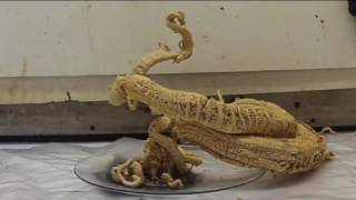 3000 YILLIK MUCİZE (FİRAVUNUN CESEDİ) RAMSES VİDEO 3000 YILLIK MUCİZE (FİRAVUNUN CESEDİ) RAMSES VİDEO