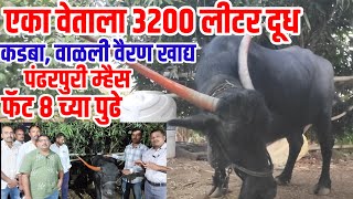 Top Pandharpur Buffalo,ऐका वेताला 3200 लीटर दूध,8च्या पुढे फॅट, कडबा वाळली वैरण खाद्य,शेतकऱ्याचे ATM