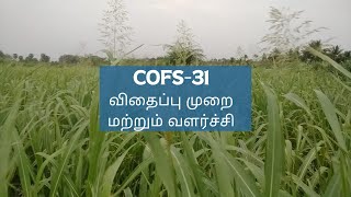 Co(FS) -31 - விதைப்பு முறை மற்றும் வளர்ச்சி | Multicut Purpose | Good Foods for Cow and Goats |Tamil