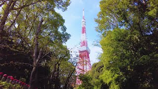 Minato City Day Walk Towards Tokyo Tower via Zojo-ji Temple \u0026 Momiji Waterfall - Japan Walking Tour