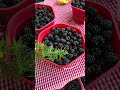 Fresh Finds & Local Flavors: Downtown Dublin Farmers Market 🍓🍞🥬