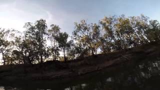 Murray Cod Surface strike on the Mammoth Paddler 2015