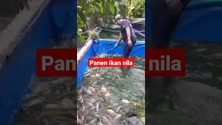 Panen ikan nila #kolam terpal #nila