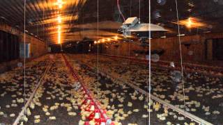 Poultry Farm For Sale In Mansfield, Arkansas