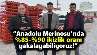 “Anadolu Merinosu’nda %85-%90 İkizlik Oranı Yakalayabiliyoruz!” - Harman Yeri