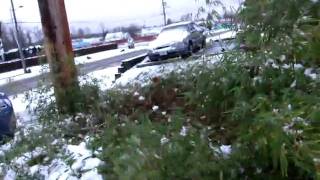 snow on bamboo.avi