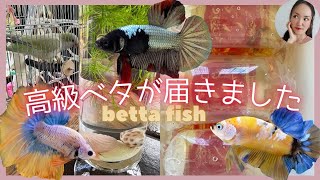 New fancy fish are here!またベタをお迎えしました💕【ベタに夢中】