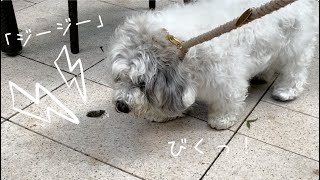 「ちょっとクンクンしただけなのにぃ...」セミのジージー攻撃にめちゃ弱いお犬様🐶 ☆彡おまけ動画もみてね♪