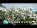 【2015.03.31】全台最早綻放 荷苞油桐花季登場 udn tv