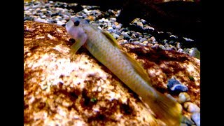 アオバラヨシノボリ　Aobarayosinobori goby　　Rhinogobius sp.