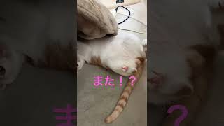 コタツをめくってみた！#猫#🐱