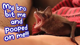 Feeding two baby bats at once results in utter chaos. Also, more bat kisses?!