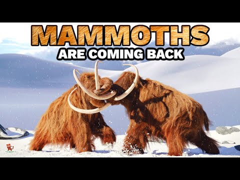 Scientists with a crazy mission: bring back the mammoth alive