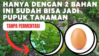 Cara membuat pupuk organik cair daun kelor. #pupukorganikcair #pupukorganik #kebun #berkebun