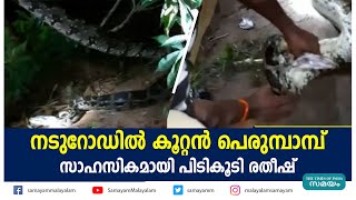 നടുറോഡില്‍ കൂറ്റന്‍ പെരുമ്പാമ്പ് സാഹസികമായി പിടികൂടി രതീഷ് | Viral Python Video |