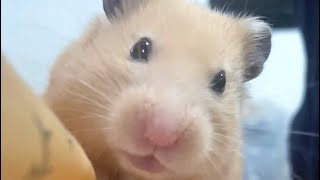 お口ぱくぱくスロー再生🐹キンクマA hamster with a crisp mouth