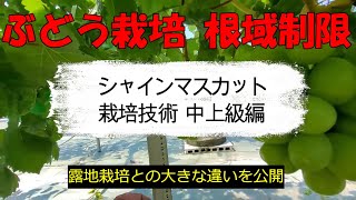 シャインマスカット栽培、中上級編。ぶどう根域制限栽培で農的 FIRE生活。芽かき・摘芯・副梢管理・袋掛け、作業毎の効果的方法を詳しく解説します。一般露地栽培と根域制限栽培では、効果的作業方法を異なる。