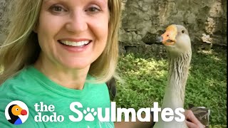 Goose Picks This Lady To Be His Mom  | The Dodo Soulmates
