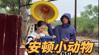 小东北和小玲顶着雨搭鸡窝，家里的小动物都安顿好，小院热闹起来