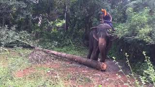 Elephant takes food.. ആന തടി വലിക്കുന്നത് കണ്ടു നോക്കു