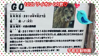 12/20 宇都宮動物園 ライオン GO君♡遅番