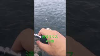 大阪湾堤防 #青物 #ショアジギング