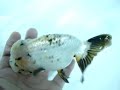 老大金魚~精品特色壽