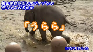 東山動植物園のアジアゾウの赤ちゃんの名前が「うらら」になりました　 2022.10.08