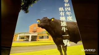 鹿児島県種雄牛　あの名牛も❗