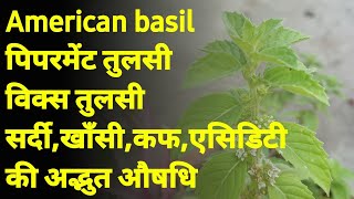 American basil, विक्स तुलसी,क्लोरोमिन्ट तुलसी, सर्दी,खाँसी,जुकाम,एसिडिटी और कफ की अद्भुत औषधि।