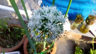 বাড়িতে তৈরি পেঁয়াজ ফুল গাছ | HOMEMADE ONION FLOWERING PLANTS