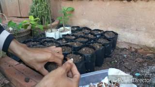 How to Grow Dates from Seed!របៀបបណ្តុះកូនល្មើ (វគ្គ២)