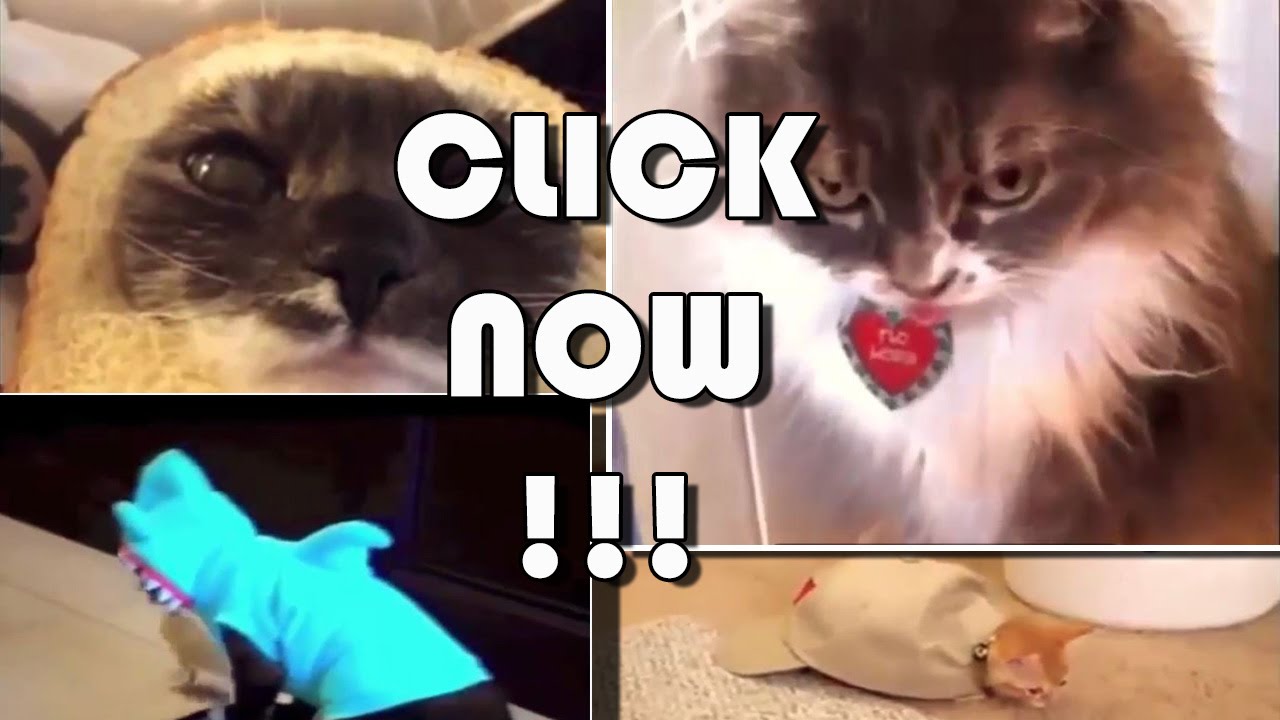 Funny Cat Videos 2016 Try Not To Laugh Or Grin - P.01 In 02/2016 - YouTube