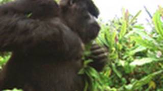 Survival Guide: Gorilla Attack | National Geographic