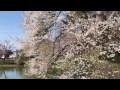 【臥竜公園】　日本桜の名所100選　水面に付きそうだ！