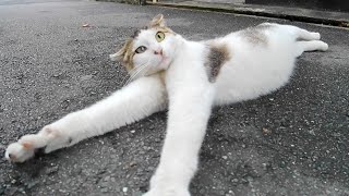 居酒屋横の路地裏にいた野良猫、意外と人懐っこい猫だった