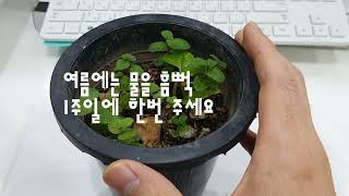 애플 민트 키우는 법 / 물만주면 크는 애플민트 / 여름,겨울에 키우기 / 번식 시키는 법(apple mint) / 강한 햇빛과 물만 있으면 잘 커요 ^^ / 초보자가 키우기 쉬운