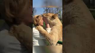 Amazing Lions Reunite with Woman!