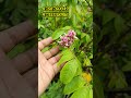 🌟 thai alltime sweet starfruit plant for sale 🌟 ezonefly viralvideo trending trendingshorts