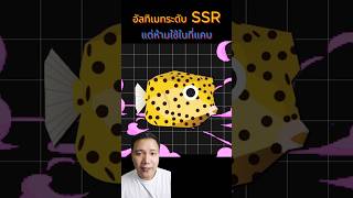 โจมตีอาหารด้วยการจุ๊บ 🥰 #สาระ #ความรู้ #wonderwhale #yellowboxfish