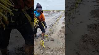 Planting rice seedlings in muddy water