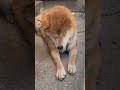 〔雑種犬〕何かなぁ〜って見つめてるけど、自分の抜け毛だよ〜（笑）