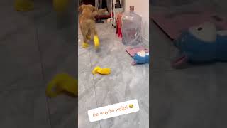 Can’t stop laughing? Neither can we! Hit sub for endless pet fun! 🐾🎉 #PetGiggles #FunnyPetVideos