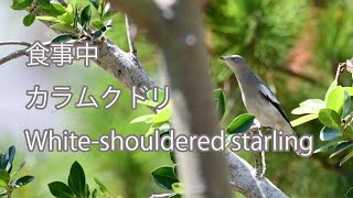 【食事中】カラムクドリ White-shouldered starling