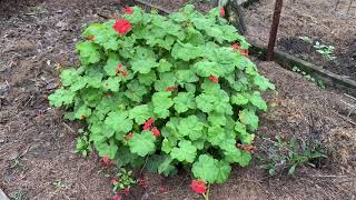 Geraniums.              Bushy and bright