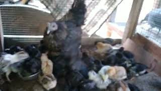 karthika farm tvm .Naadan chicks for sale...